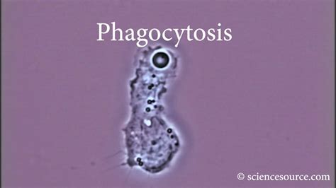 Phagocytosis Clip 1) Timelapse microscope footage of a human macrophage ...