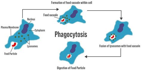 Steps of Phagocytosis - Meaning, Function, and Diagram