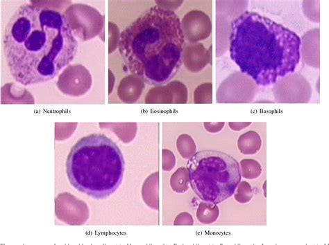 White Blood Cells Under Microscope Labeled