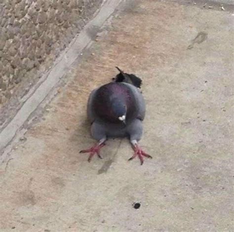 Lol how is this pigeon sitting... : r/pigeon