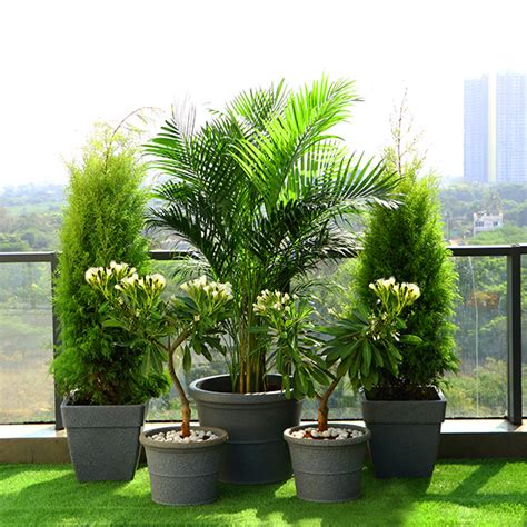 Terrace Garden: Popular Outdoor Plants for Gardening on Terrace