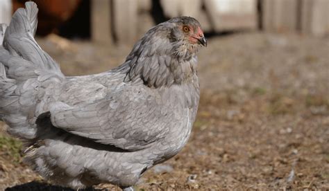 Ameraucana Chickens - A Guide to the Rare Chicken Breed