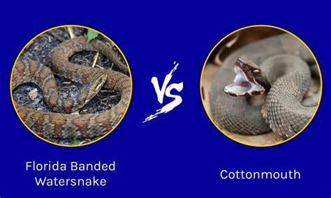 Florida Banded Watersnake Vs Cottonmouth: 5 Key Differences - IMP WORLD