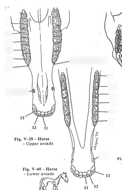 Horse teeth diagram Diagram | Quizlet