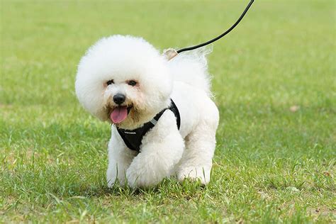 5 Types of Dog Harnesses and Their Differences (With Pictures) | Hepper