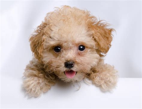 Teacup Poodle: Dog Breed Guide - Dog Academy