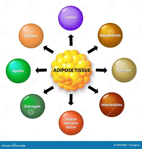 Adipose Tissue And Hormones Stock Vector - Image: 58534082