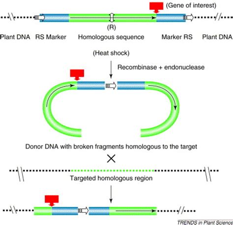 Controlling transgene integration in plants: Trends in Plant Science