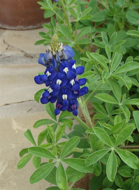 Wildflower Wednesday: Bluebonnets