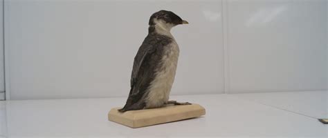 ANCIENT MURRELET - Birds of Nebraska - Online