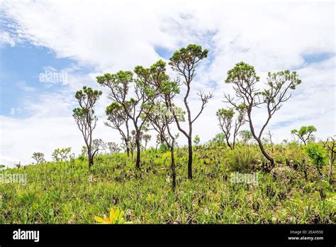 Green vegetation of the Brazilian Cerrado, trees and plants on a hill ...