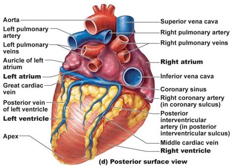 Heart & Pericardium structure, Abnormalities and Development of the ...