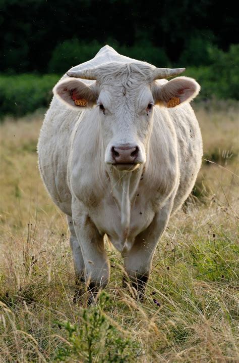 66 best images about Charolais cattle on Pinterest | Montana, Stud ...