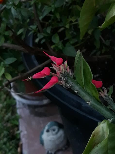 Red Bird Cactus, a specie of Euphorbia. So. Florida, USA. : r/Horticulture