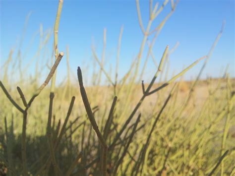 Desert plants, algeria, nature, desert, plant, HD wallpaper | Peakpx