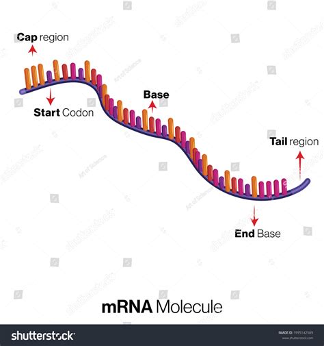 Messenger Rna Mrna Structure Illustration Stock Vector (Royalty Free ...