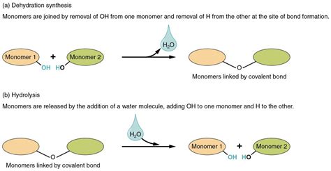 Water | Introduction to Biology