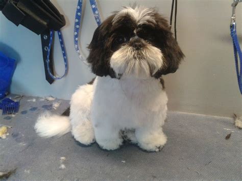 Pictures Of Shih Tzu Teddy Bear Cut - Shih Tzu Dog