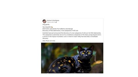 Fact Check: Is the Felis Salamandra cat real? Viral photo debunked