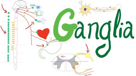 What's a Ganglion? - Autonomic Nervous System (ANS) — Neuro Physiology ...