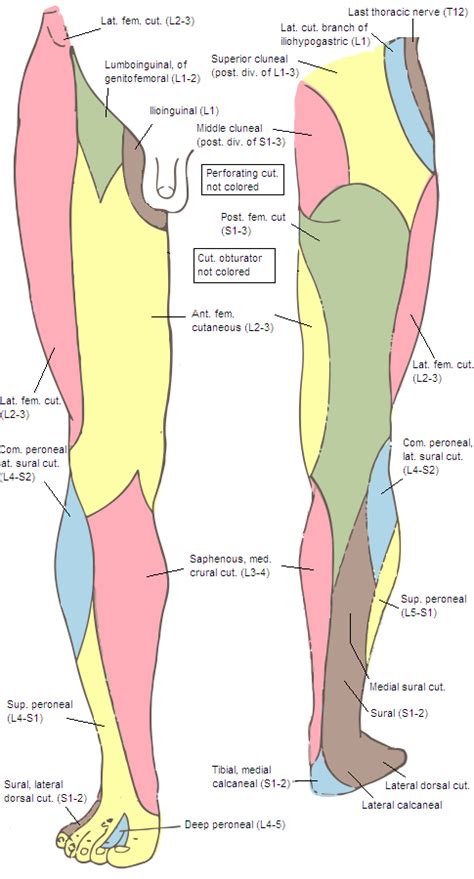 Medial sural cutaneous nerve - Wikipedia