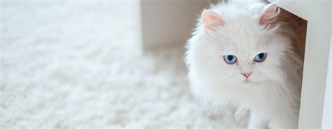 Fluffy white cat sat under a coffee table