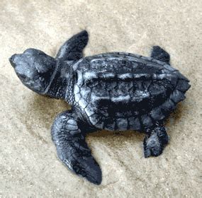 Kemp’s Ridley Sea Turtle Nesting Season is Here Again