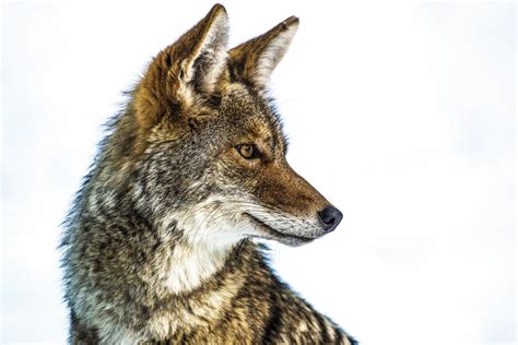 The Howling: Why You’re Hearing Coyotes This Month