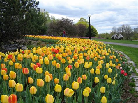 Tulip: The National Flower of Turkey