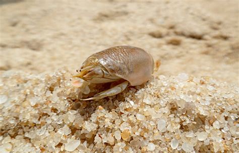 How to Preserve Sand Fleas: Keep Them Alive For Pompano Fishing!