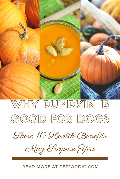 Why Pumpkin is Good for Dogs-Top 10 Pumpkin Benefits - PetFoodio.com ...