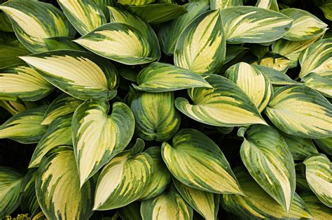 Which Hostas Can Grow in the Sun?