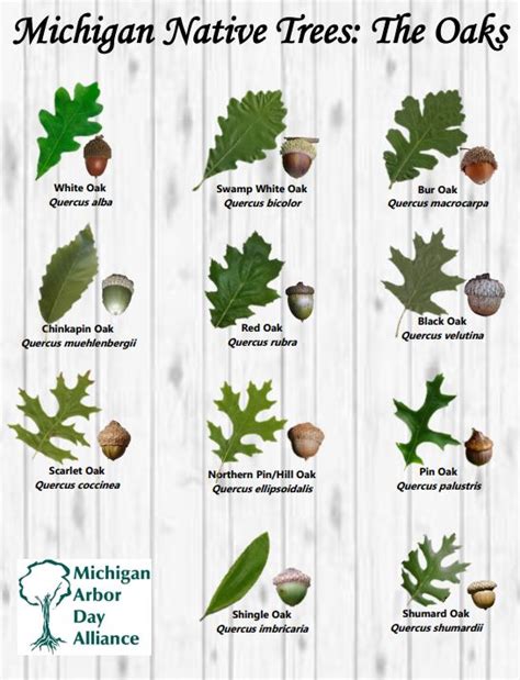 michigan oak trees identification - Google Search | Tree leaf ...