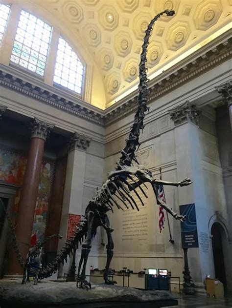 Prehistoric Beast of the Week: Barosaurus: Beast of the Week