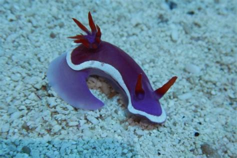 Purple Sea Slug For Sale (Hypselodoris bullocki ). TOP Care facts ...