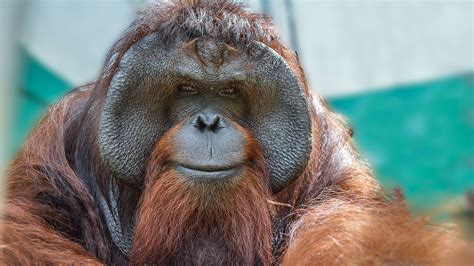 73 Images Of Orangutans Picture - MyWeb