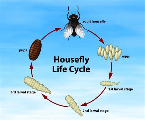 Science housefly life cycle Free Vector | Vector free, Life cycles ...