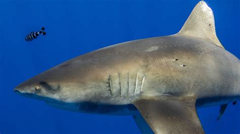 Mysterious scars on Hawaiian shark could be sign of giant squid attack ...