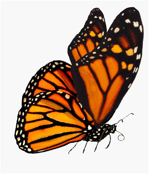 Largest Collection Of Free To Edit Monarch Butterflies - Monarch ...