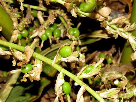 Cardamom plant...... by HK / 500px