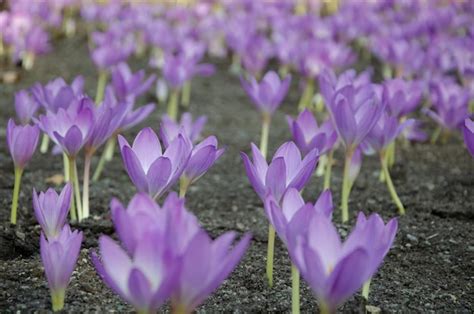 Premium Photo | Crocus flower in the garden on a summer day.