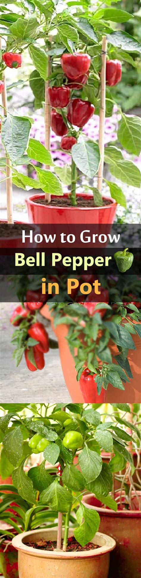 Growing Bell Peppers in Pots | How to Grow Bell Peppers in Containers ...