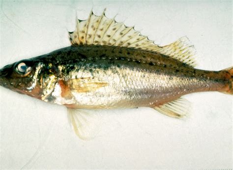 Fish — Invasive Species of Idaho