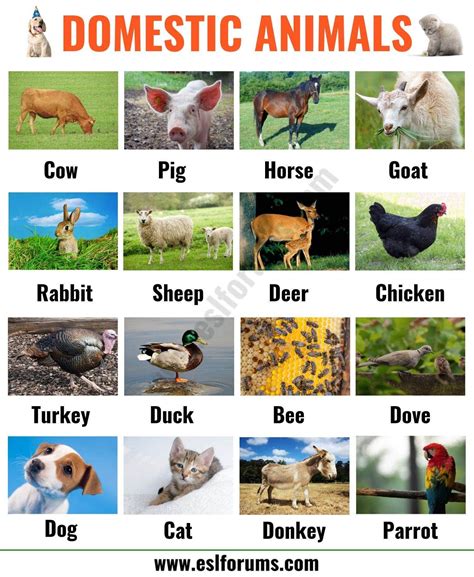 Farm Animals: List of 15+ Popular Farm/ Domestic Animals in English ...