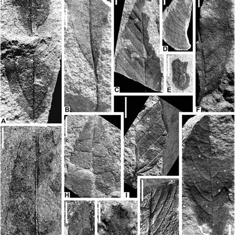 (PDF) Paleocene flora from Seymour Island, Antarctica: Revision of ...