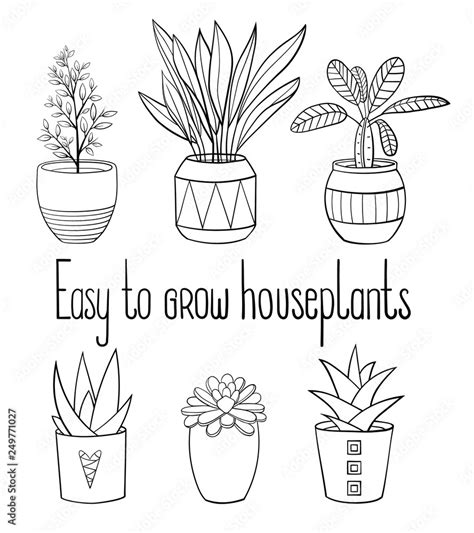 Set of different easy to grow house plants in planters with a ...