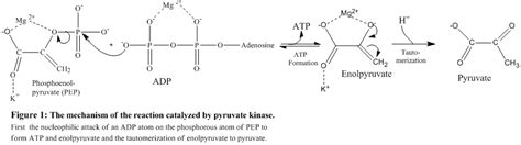 Pyruvate Kinase - Proteopedia, life in 3D