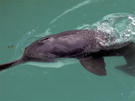 Ganges River Dolphin | Freshwater Dolphin | Species | WWF