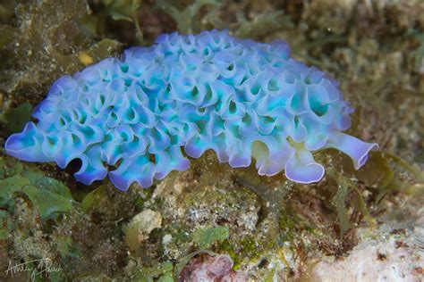 51 Sea Slugs That Prove Aliens Already Live On Planet Earth | Bored Panda