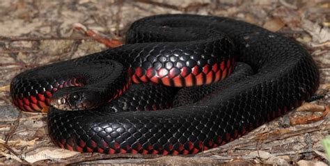 Red-Bellied Black Snake | Snake, Red and black snake, Australia animals